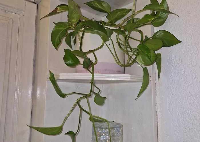 L'escale De L'avenue *